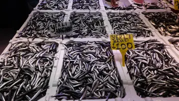 Günde 60-70 kasa satılıyordu. Az çıkarsa 100, bolsa kilosu 50 lira