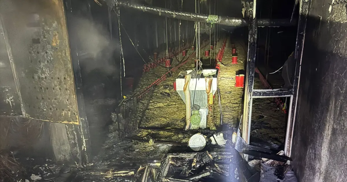 Tavuk çiftliğinde yangın çıktı, 5 bin civciv öldü