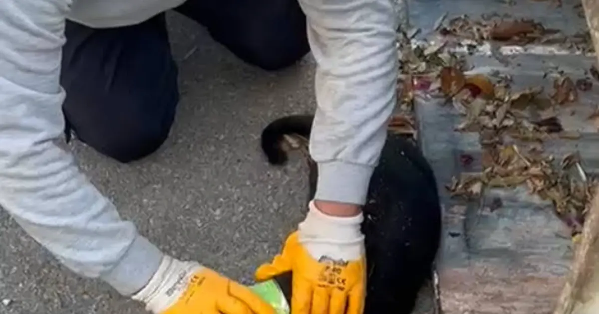 Başı konserve kutusuna sıkışan kediyi belediye personeli kurtardı
