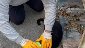 Başı konserve kutusuna sıkışan kediyi belediye personeli kurtardı
