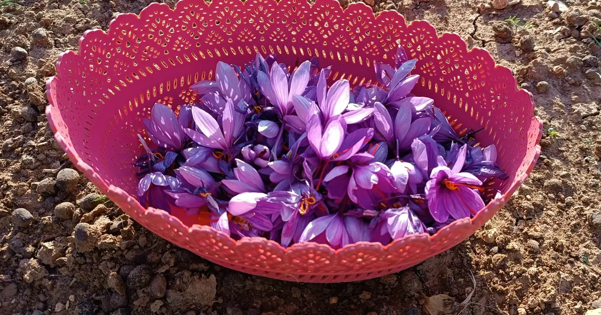 10 metrekarelik alanda dünyanın en pahalısını yetiştiriyor. Deneme amaçlı ekmişti, geçim kaynağı olacak