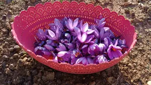 Deneme amaçlı ekti, geçim kaynağı olacak