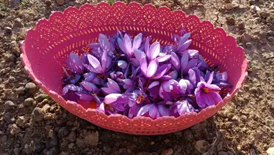 10 metrekarelik alanda dünyanın en pahalısını yetiştiriyor. Deneme amaçlı ekmişti, geçim kaynağı olacak