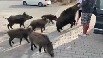 Beslemeye çalıştığı yaban domuzu, tatilcinin kolunu ısırdı