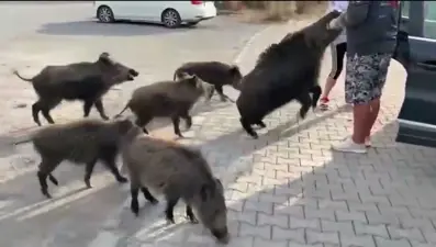 Beslemeye çalıştığı yaban domuzu, tatilcinin kolunu ısırdı