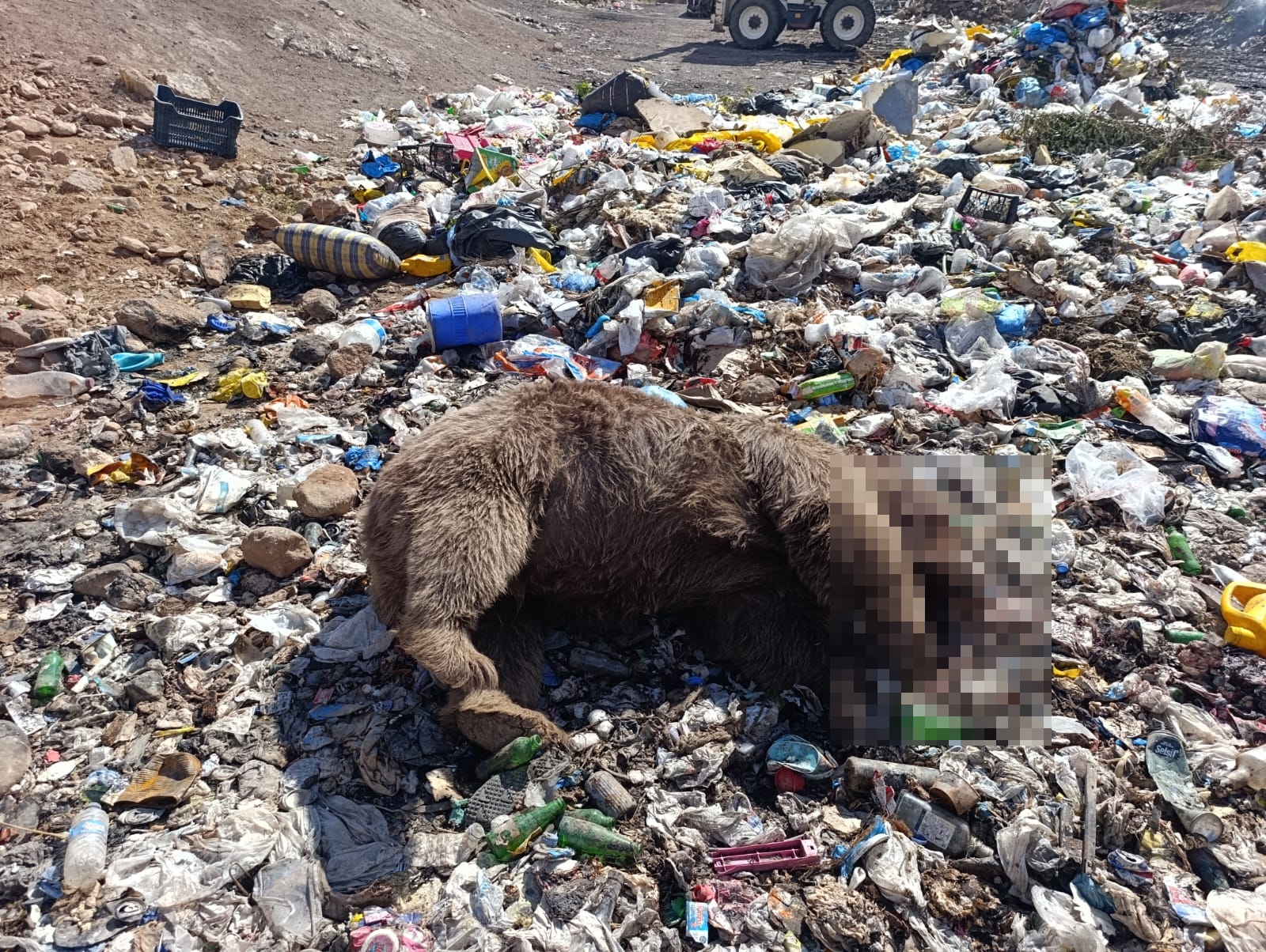 Bingöl'de çöplükte 3 bozayı ölü bulundu