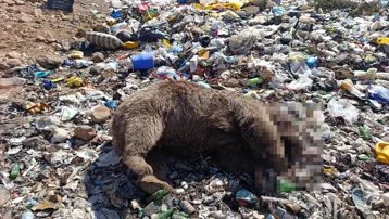 Bingöl'de çöplükte 3 bozayı ölü bulundu