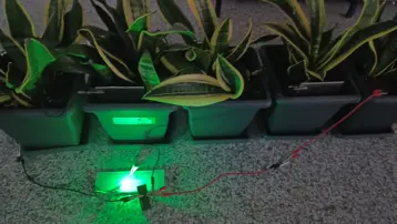 Her şey çocuğun sorusuyla başladı. Bitkilerden üretildi, bir odaya yetiyor