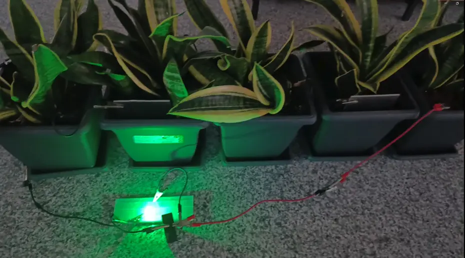 Her şey çocuğun sorusuyla başladı. Bitkilerden üretildi, bir odaya yetiyor