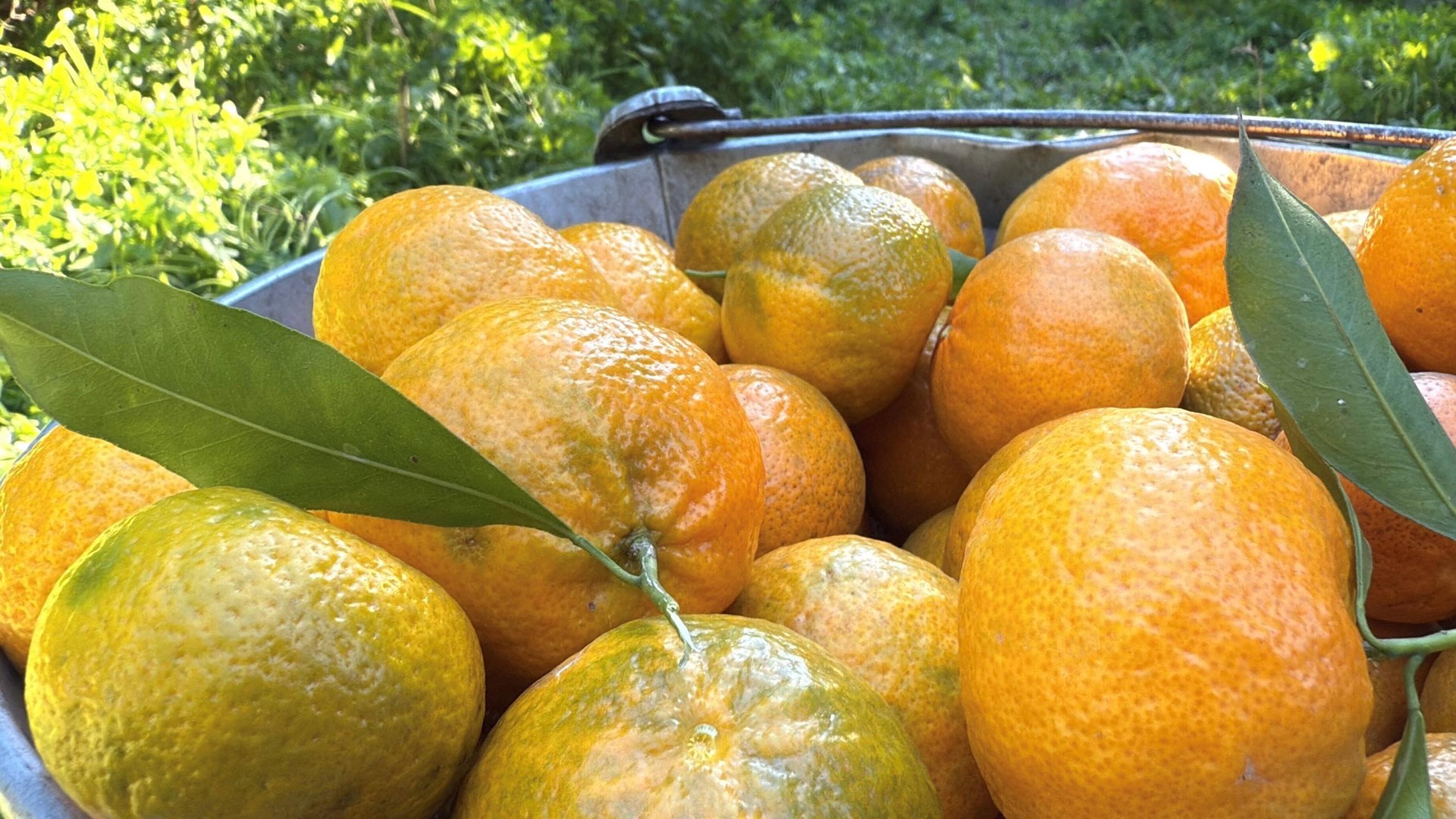 Coğrafi işaret taşıyor. Bahçede 15, manavda 100 TL