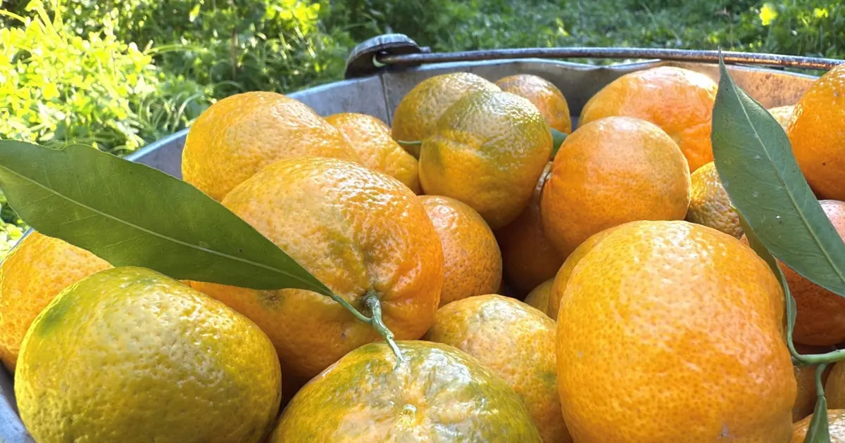 Coğrafi işaret taşıyor. Bahçede 15, manavda 100 TL