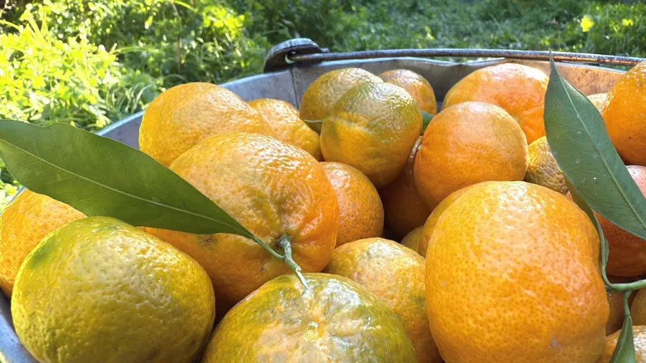 Coğrafi işaret taşıyor. Bahçede 15, manavda 100 TL