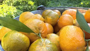 Coğrafi işaret taşıyor. Bahçede 15, manavda 100 TL