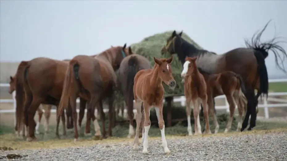 15 safkan Arap koşu tayı satışa çıkıyor. İhale tarihi belli oldu