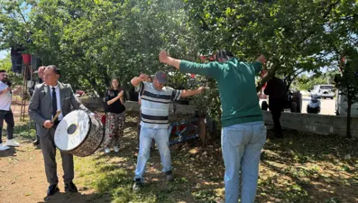 Hasat davul zurnayla başladı. Kilosu 120 TL'ye satılacak