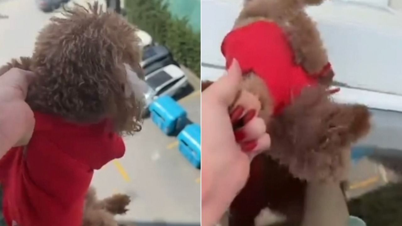 "Babası kurtarsın" diyerek köpeği pencereden sarkıttı, suçu alkole attı