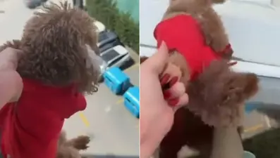 "Babası kurtarsın" diyerek köpeği pencereden sarkıttı, suçu alkole attı