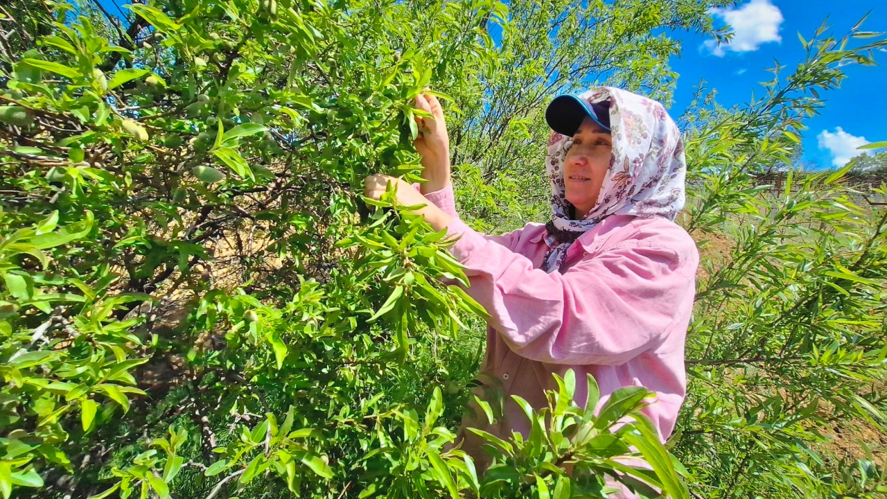 Bahar gelince tezgaha çıktı. Kilosu 150 TL