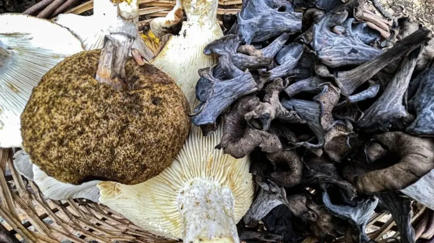 Hala yoğun bakımda olanlar var. Zehirsiz mantarı bile öldürücü hale getiriyor Hala yoğun bakımda olanlar var. Zehirsiz mantarı bile öldürücü hale getiriyor