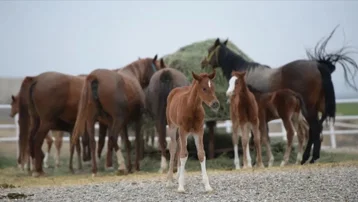 15 safkan Arap koşu tayı satışa çıkıyor. İhale tarihi belli oldu