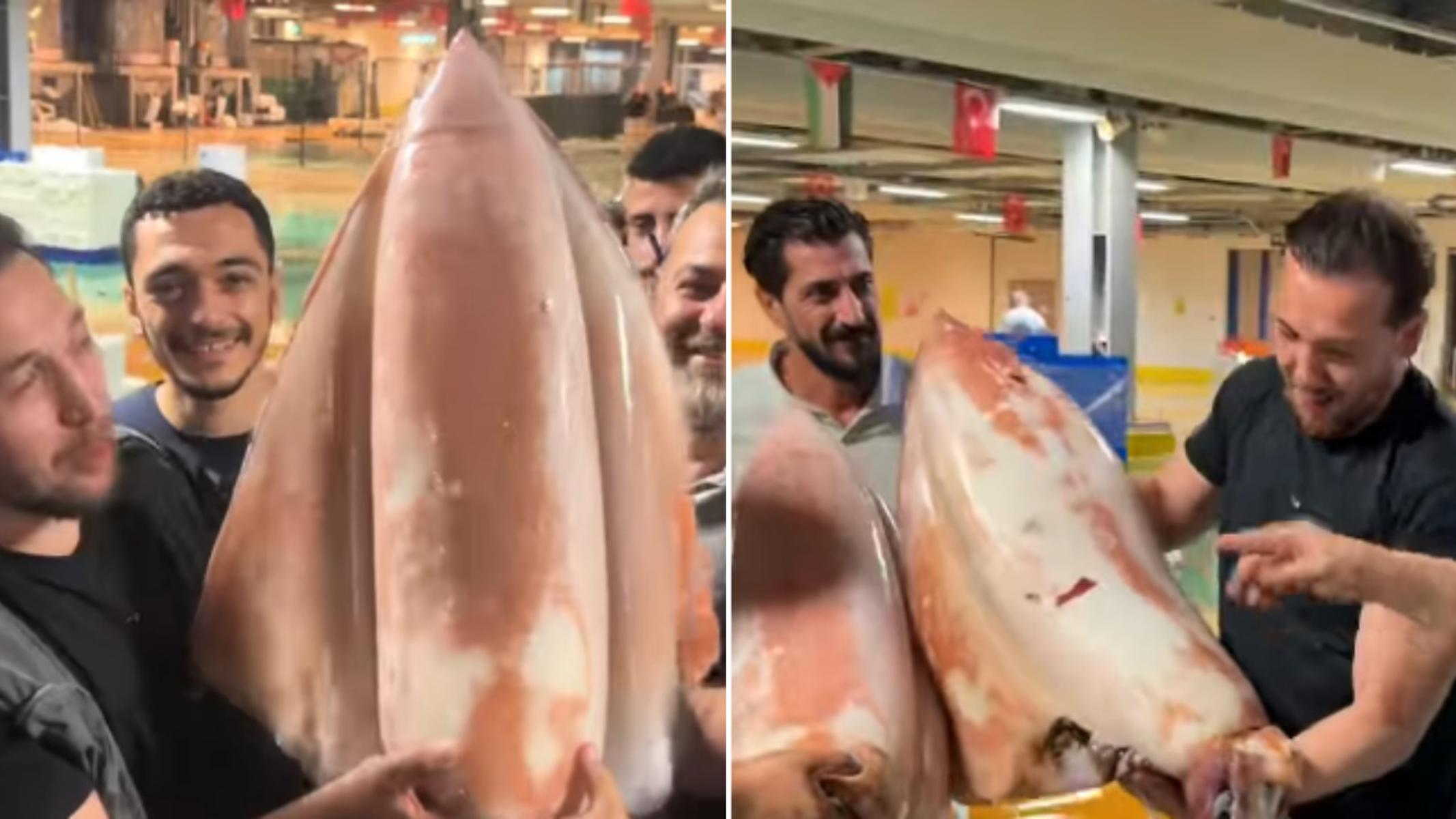 Dev kalamar balıkçıları şaşırttı. Kilosunu tahmin edene 5 kasa palamut hediye edecek