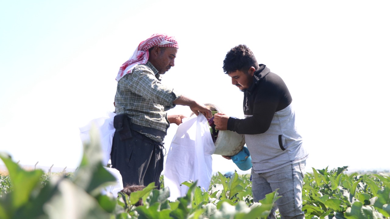 Hasat başladı. "Çevre köylerde de yetiştiriyorlar ama bu kadar lezzetli değil"