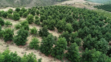 Son yıllarda ilgi iyice arttı, olgunlaşması için 2-3 gün beklemek gerekiyor. Kilosu 110 liraya düştü
