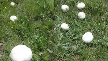 Yağışlardan sonra adeta fışkırdı, poşetler 45 dakikada doldu. Kilosu 300 TL