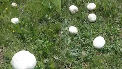 Yağışlardan sonra adeta fışkırdı, poşetler 45 dakikada doldu. Kilosu 300 TL