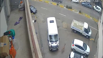 Karaca şehir merkezine indi, iki araca çarpıp kayboldu