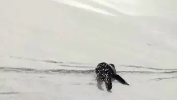 Nisan sonunda çöp poşetiyle karın tadını çıkardılar