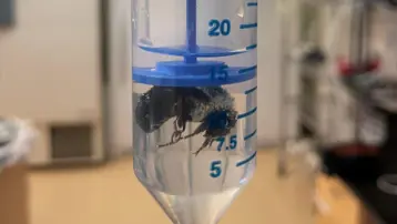 Su altında bir hafta yaşayabilen arı keşfedildi