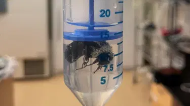 水中で1週間生きられるミツバチが発見されました