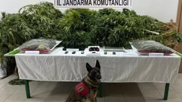 Çiftliğinde esrar ele geçirilen avukat beraat etti, 2 çalışanı 14’er yıl ceza aldı