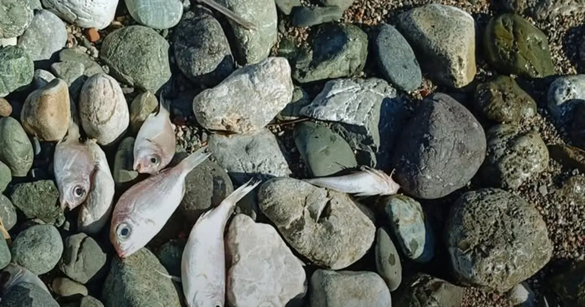 Datça’da korkutan manzara. Ölü balıklar sahile vurdu