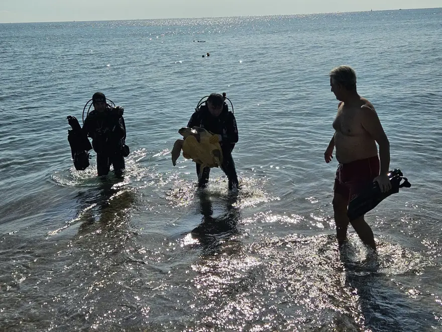 Balık ağlarına takılan caretta caretta kurtarıldı 