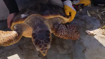 Balık ağlarına takılan caretta caretta kurtarıldı