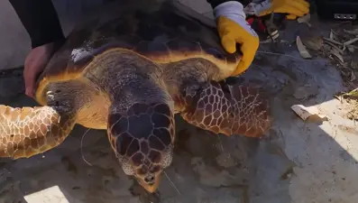 Balık ağlarına takılan caretta caretta kurtarıldı