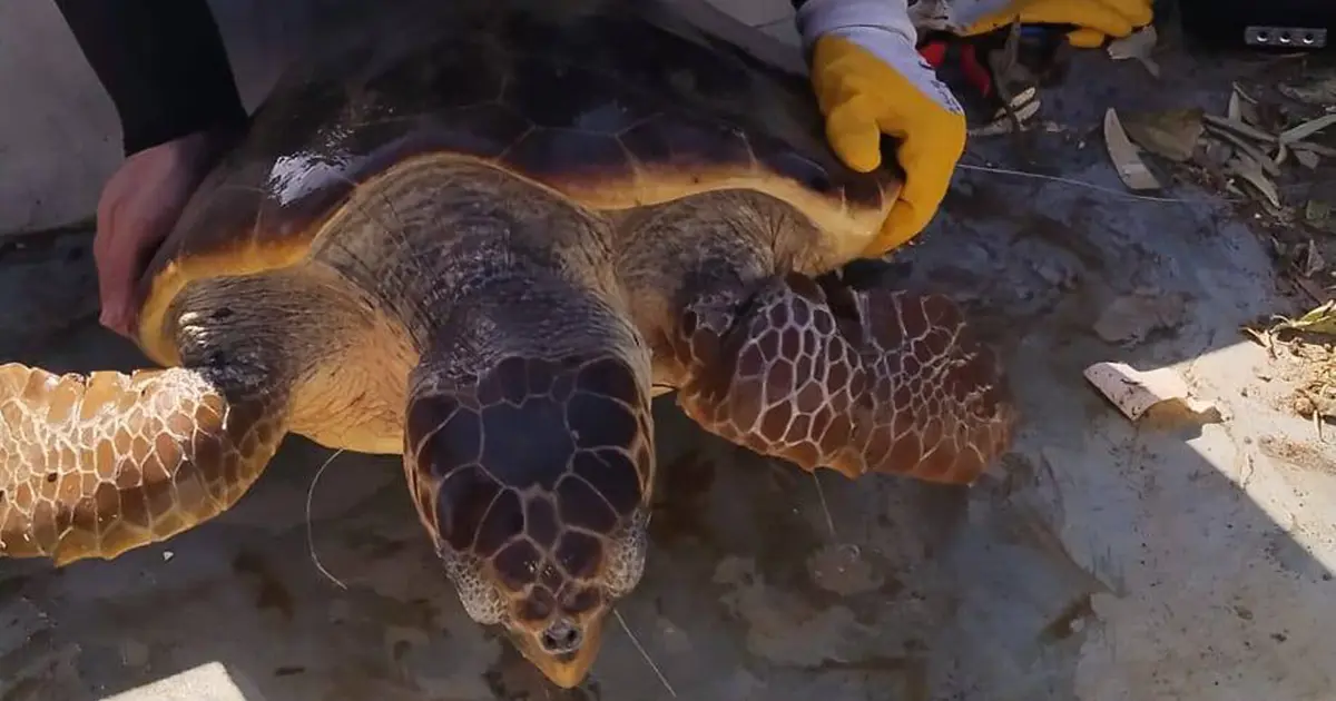 Balık ağlarına takılan caretta caretta kurtarıldı