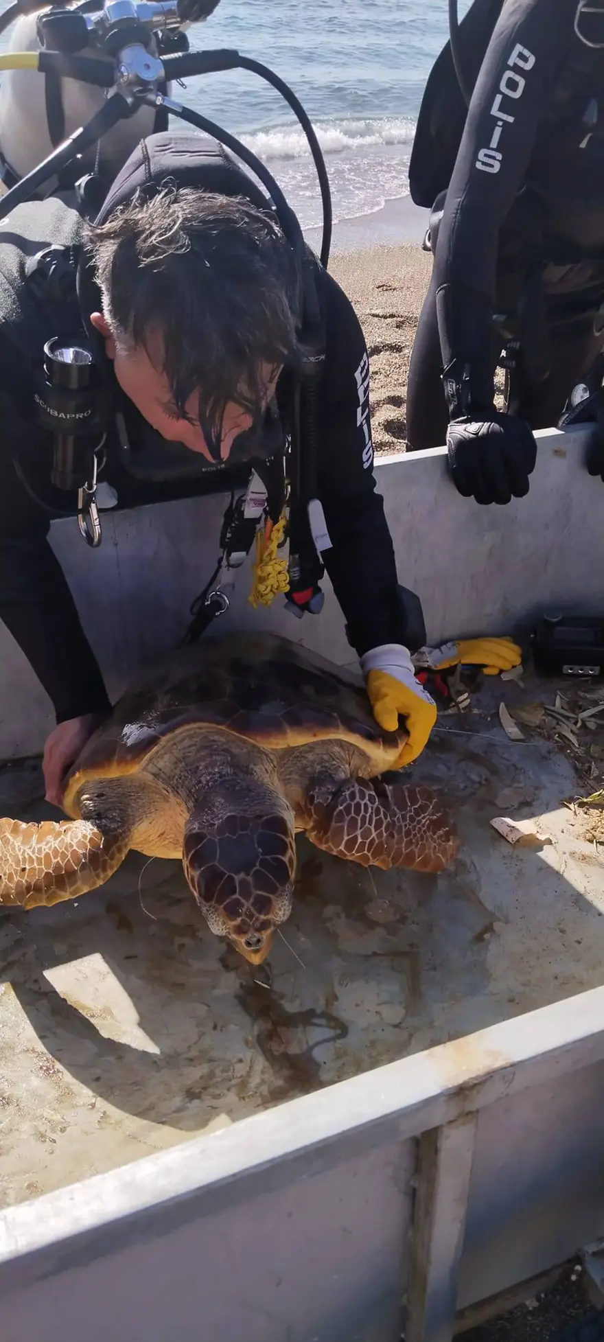 Balık ağlarına takılan caretta caretta kurtarıldı 1