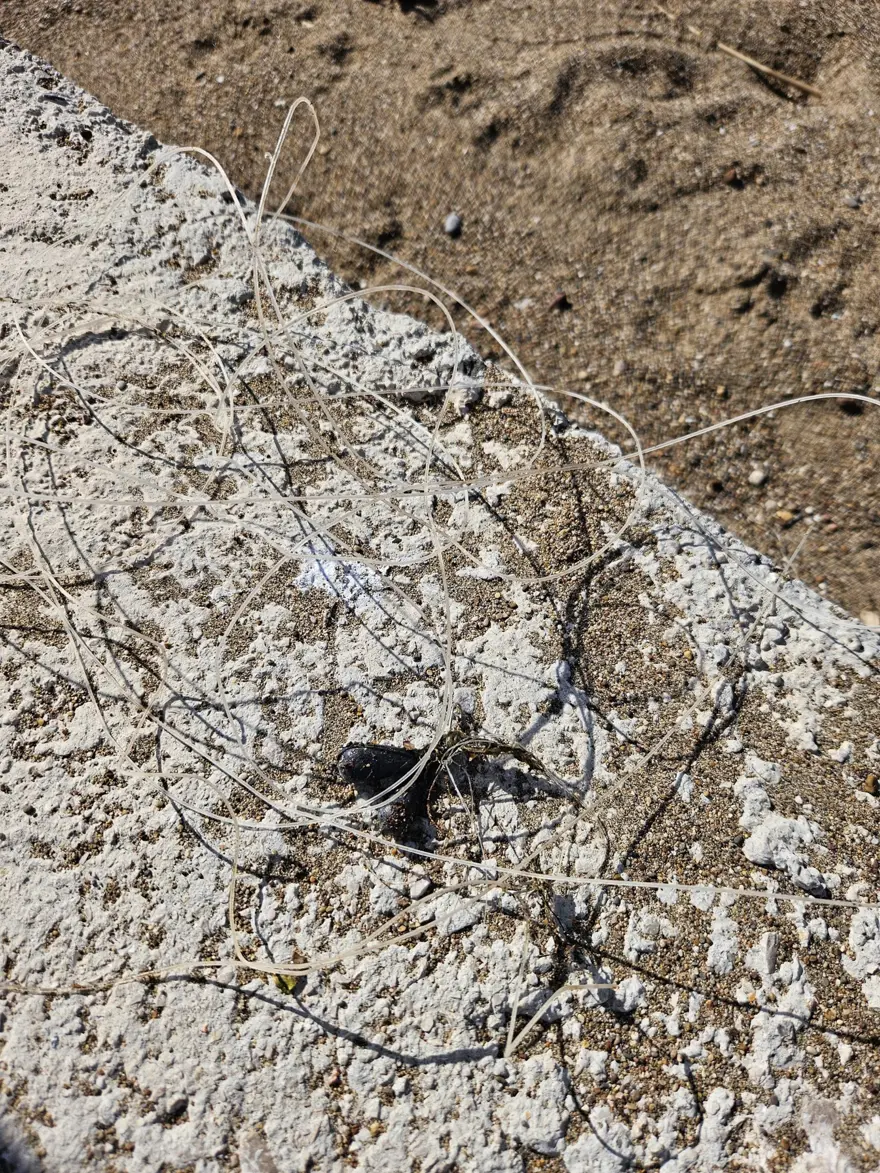 Balık ağlarına takılan caretta caretta kurtarıldı 2