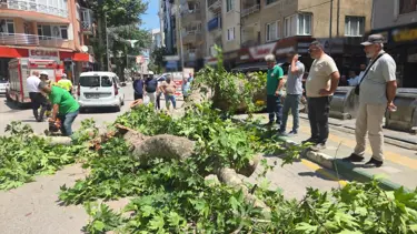 Kökünden çürüyen ağaç yola devrildi