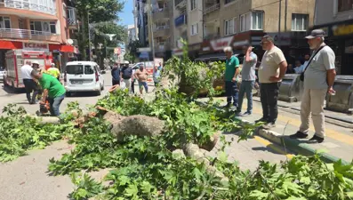 Kökünden çürüyen ağaç yola devrildi