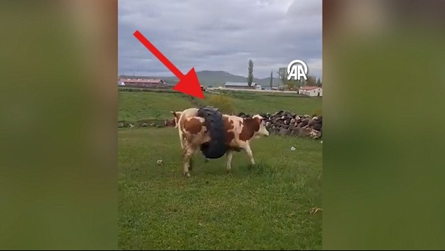 İneğin gövdesine sıkışan traktör lastiği görenleri şaşırttı