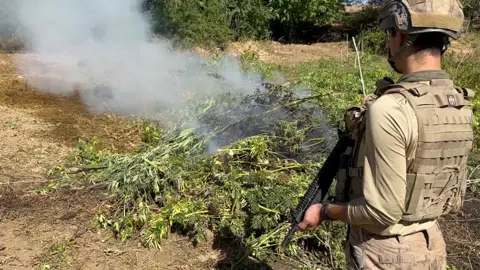 Diyarbakır’da 5 ton esrar üretilebilecek kenevir ve skunk imha edildi