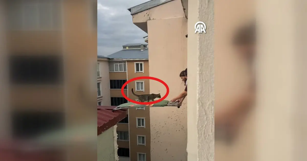 Çatıda mahsur kalan kediyi ütü masasıyla kurtardılar