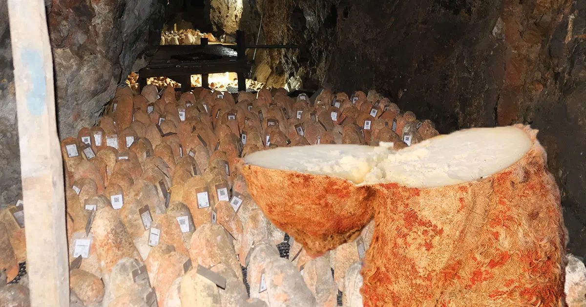 36 metre derinlikte 6 ay bekliyor. Bu peynir beyaz giriyor, kırmızı çıkıyor