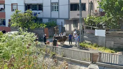 İstanbul'da ekipler işbaşında. Sokakta kurban kesimine ceza yağıyor