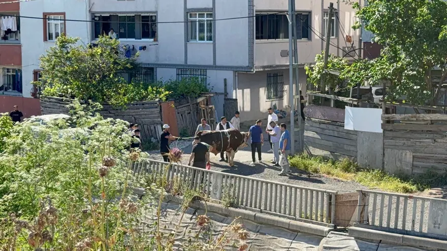 İstanbul'da ekipler işbaşında. Sokakta kurban kesimine ceza yağıyor 
