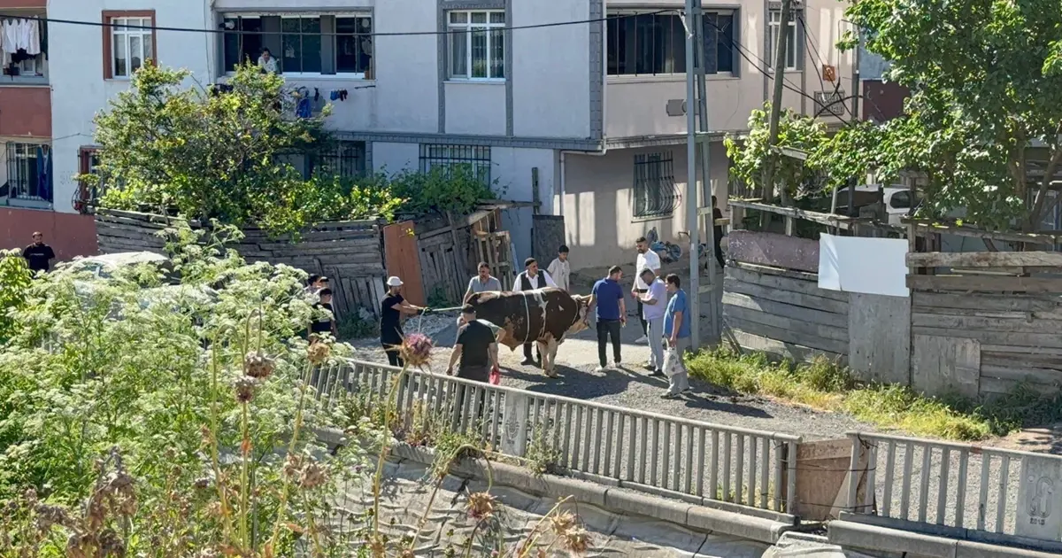 Sokak araları, boş arsalar ve site önlerinde kaçak kurban kesenlere ceza